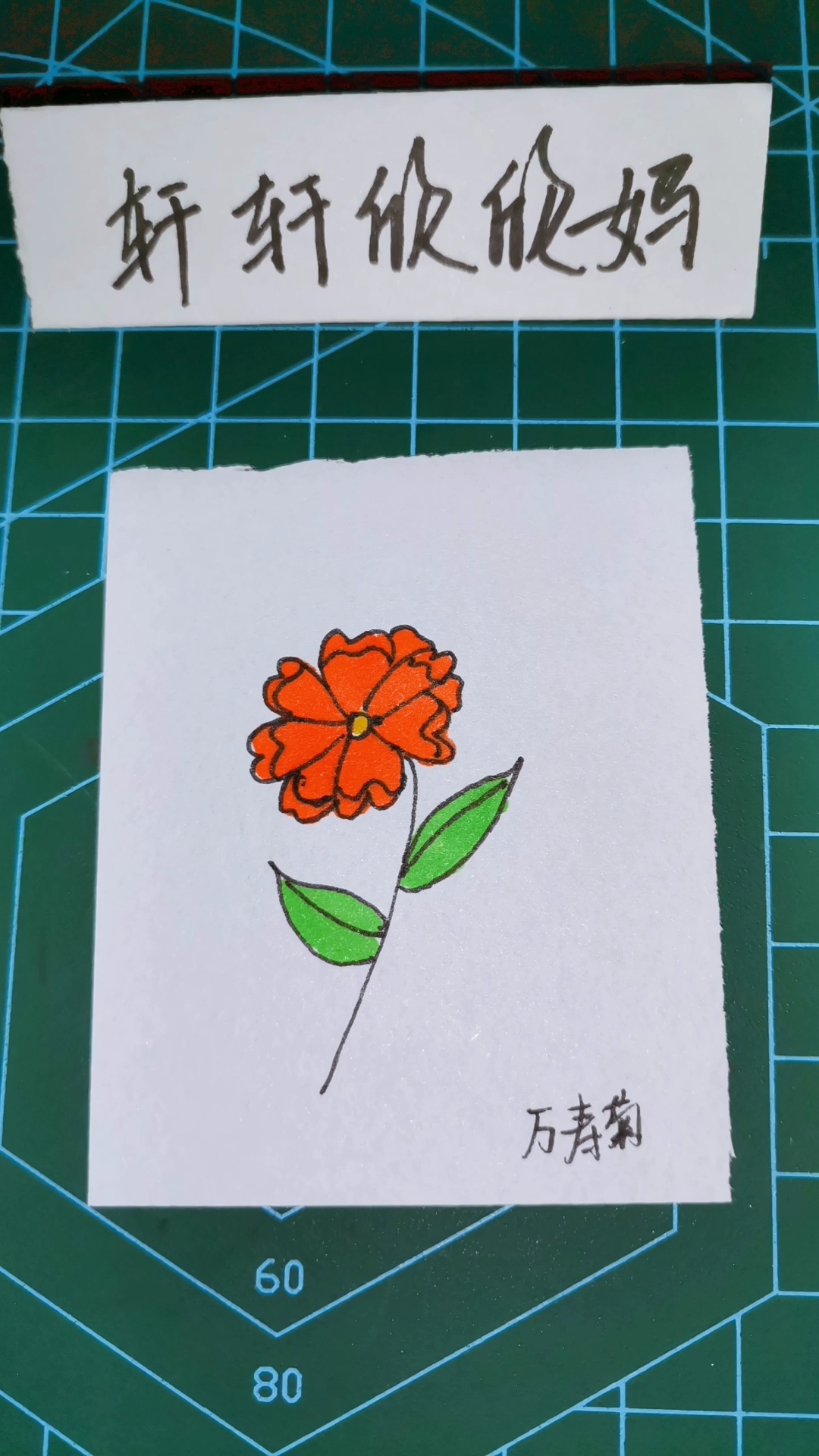 万寿菊的样子手绘图片