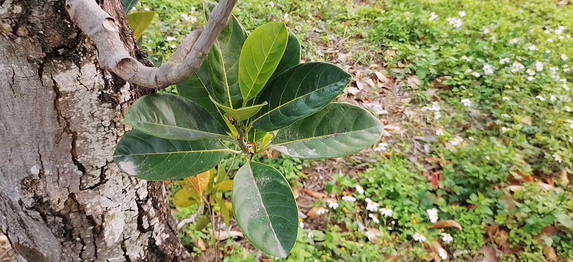 原来菠萝蜜的叶子长这样子呀