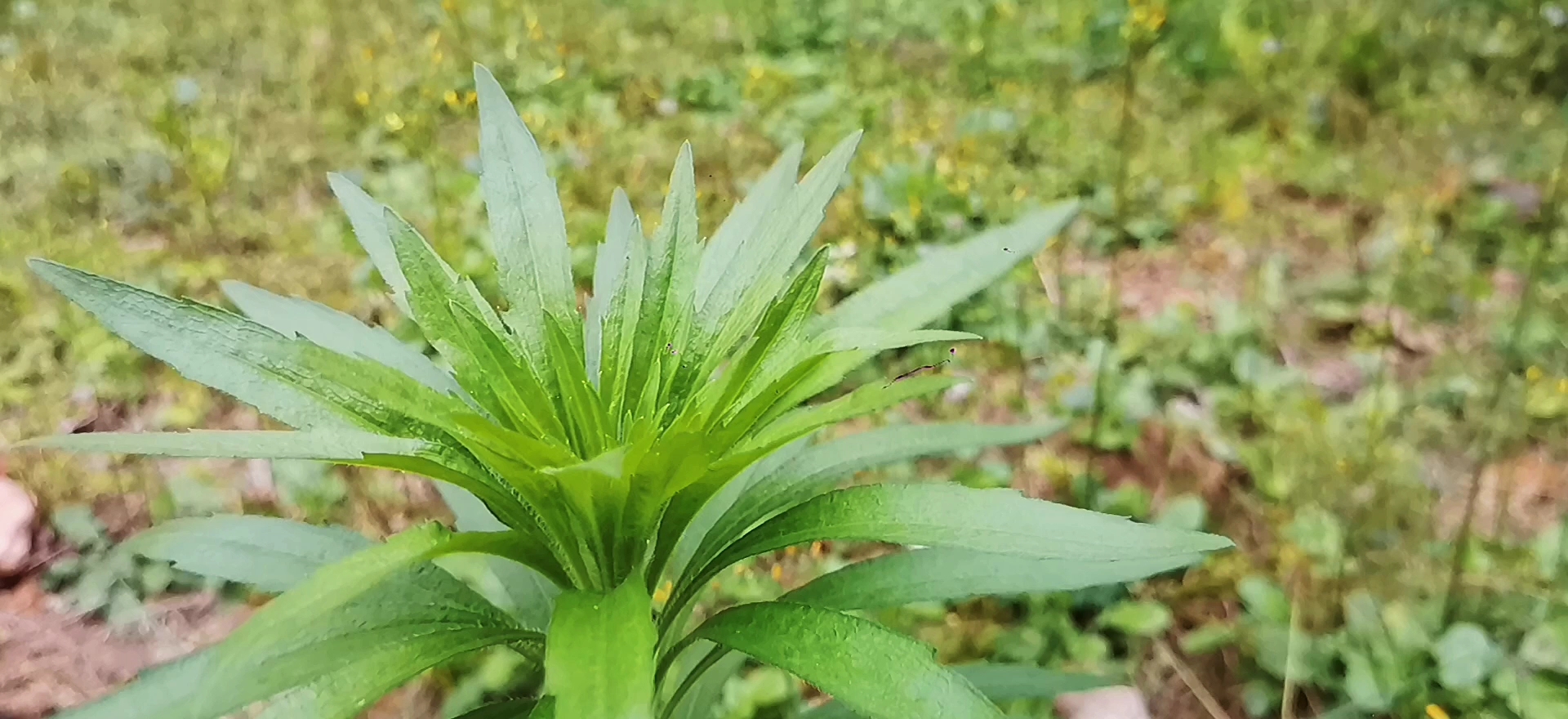 小蓬草(小蓬草的功效与作用及禁忌)