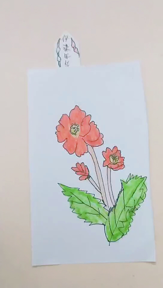 简笔画 美丽的罂栗花可以这样画