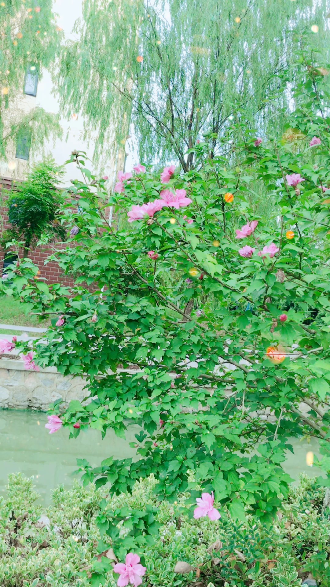 花期超长的木槿花