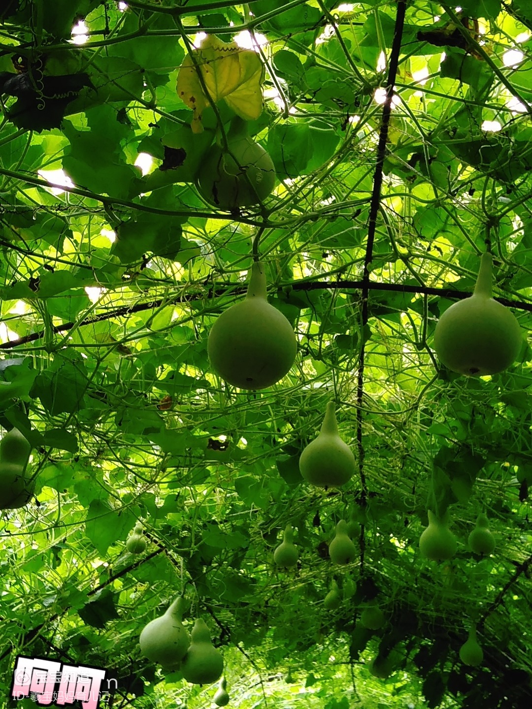 院子里葫芦架图片图片