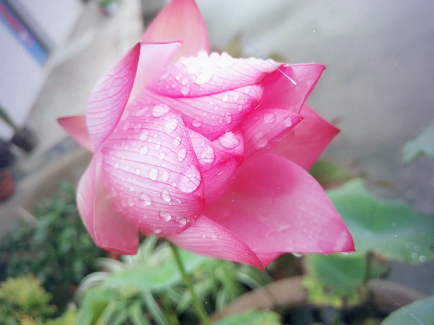 [每日隨拍]雨後的荷花掛滿了水珠