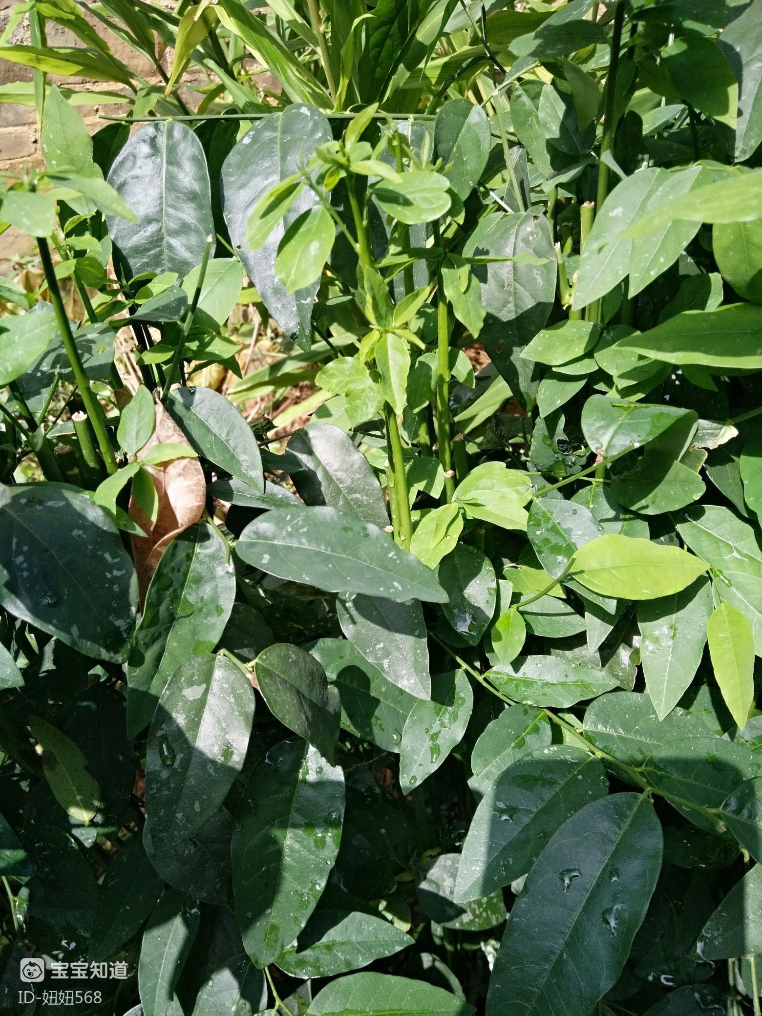 我爱我家营养好喝的树仔菜汤