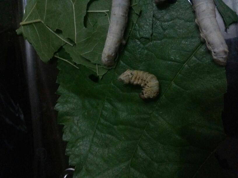 蚕宝宝脚底发黑,身体变黄缩水,484要死掉啦?好担心