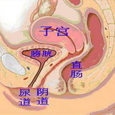 是女性的性交器官和月经排出通道,也是顺产时胎儿娩出的必经之路