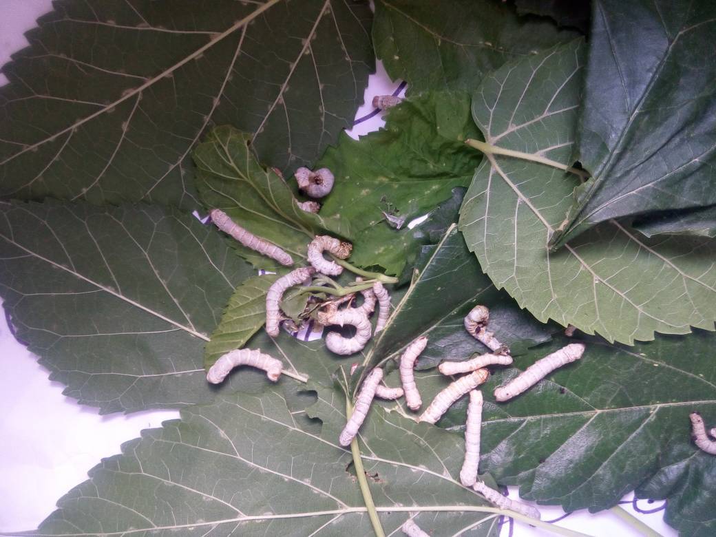 我们家蚕宝宝最近不吃东西,死了好多,头和胸部发黄干瘪,其他部位正常