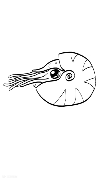 鹦鹉螺简笔画秒懂图片