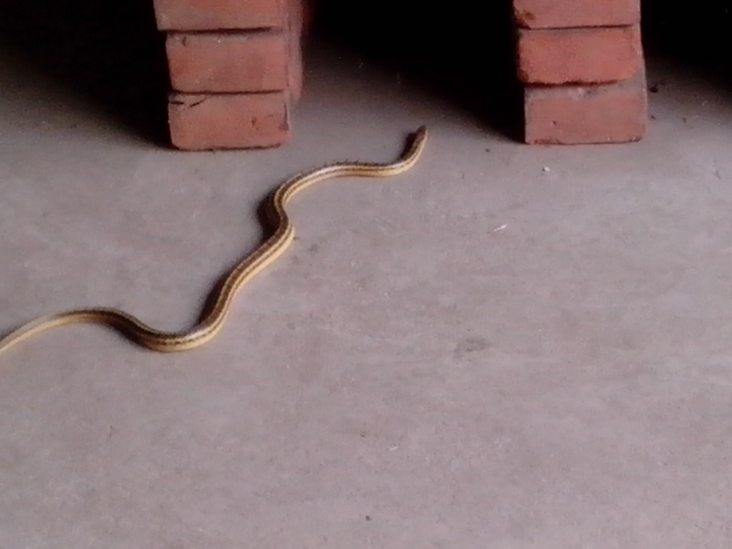 我很怕蛇,家里有小孩更怕啊!这条蛇是毒蛇吗?怎么让蛇不来我家啊?