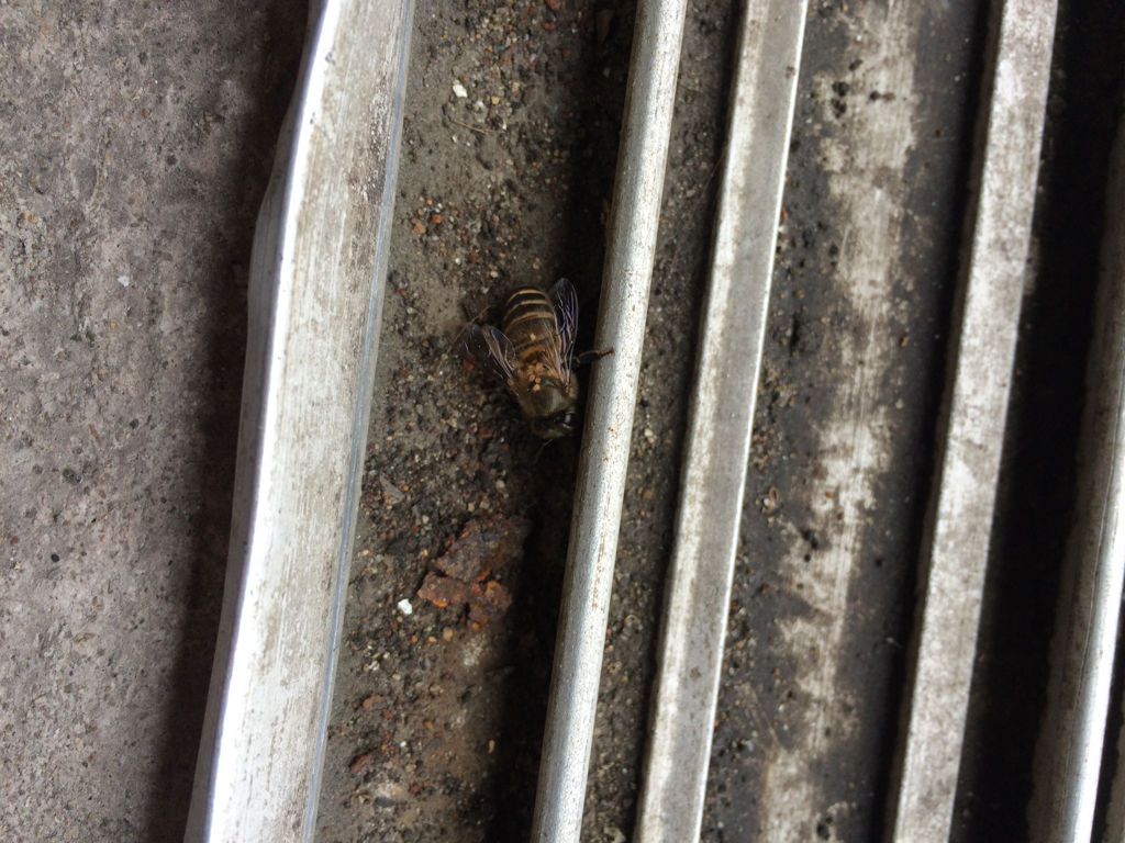 蜜蜂是怎么生宝宝的 请问下面这张图中,中间白色小小的东西是小蜜蜂吗