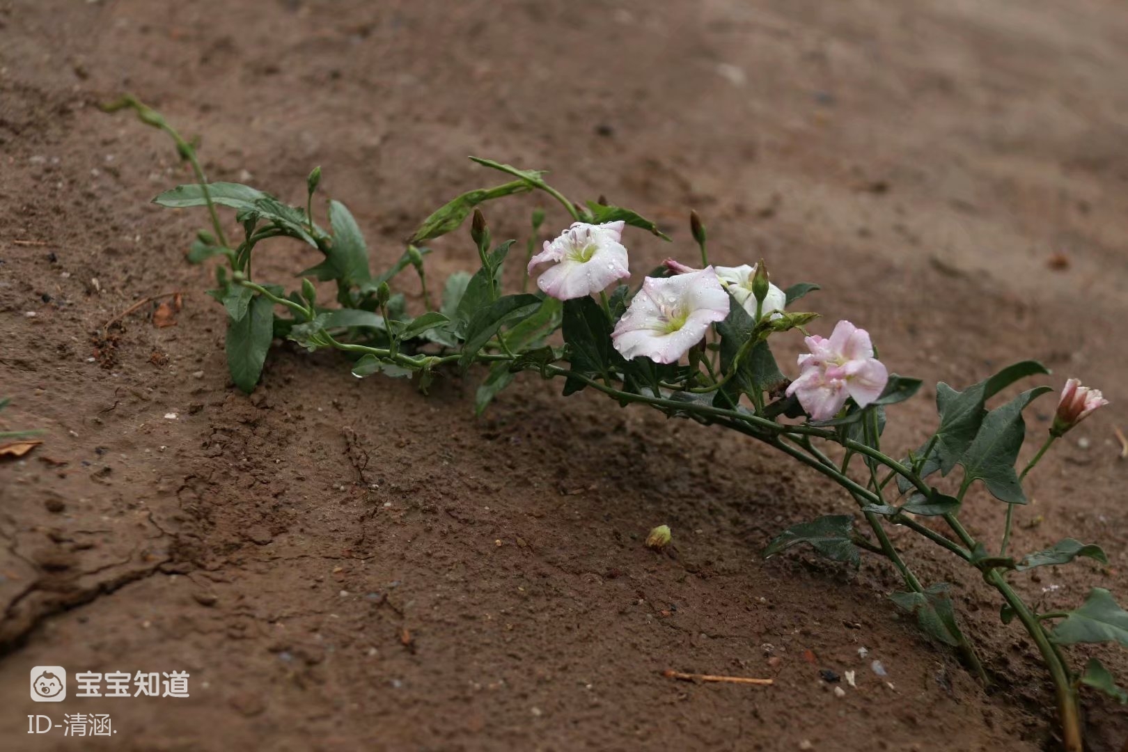 每日随拍美丽的田璇花