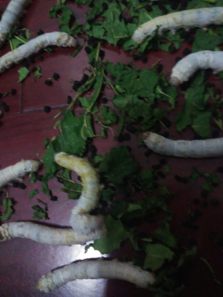 蚕宝宝身体发黄,是不是快死了