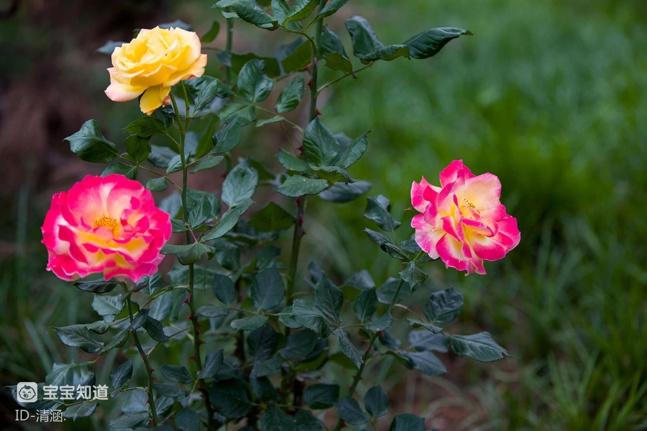 夏日花植漂亮的双色月季