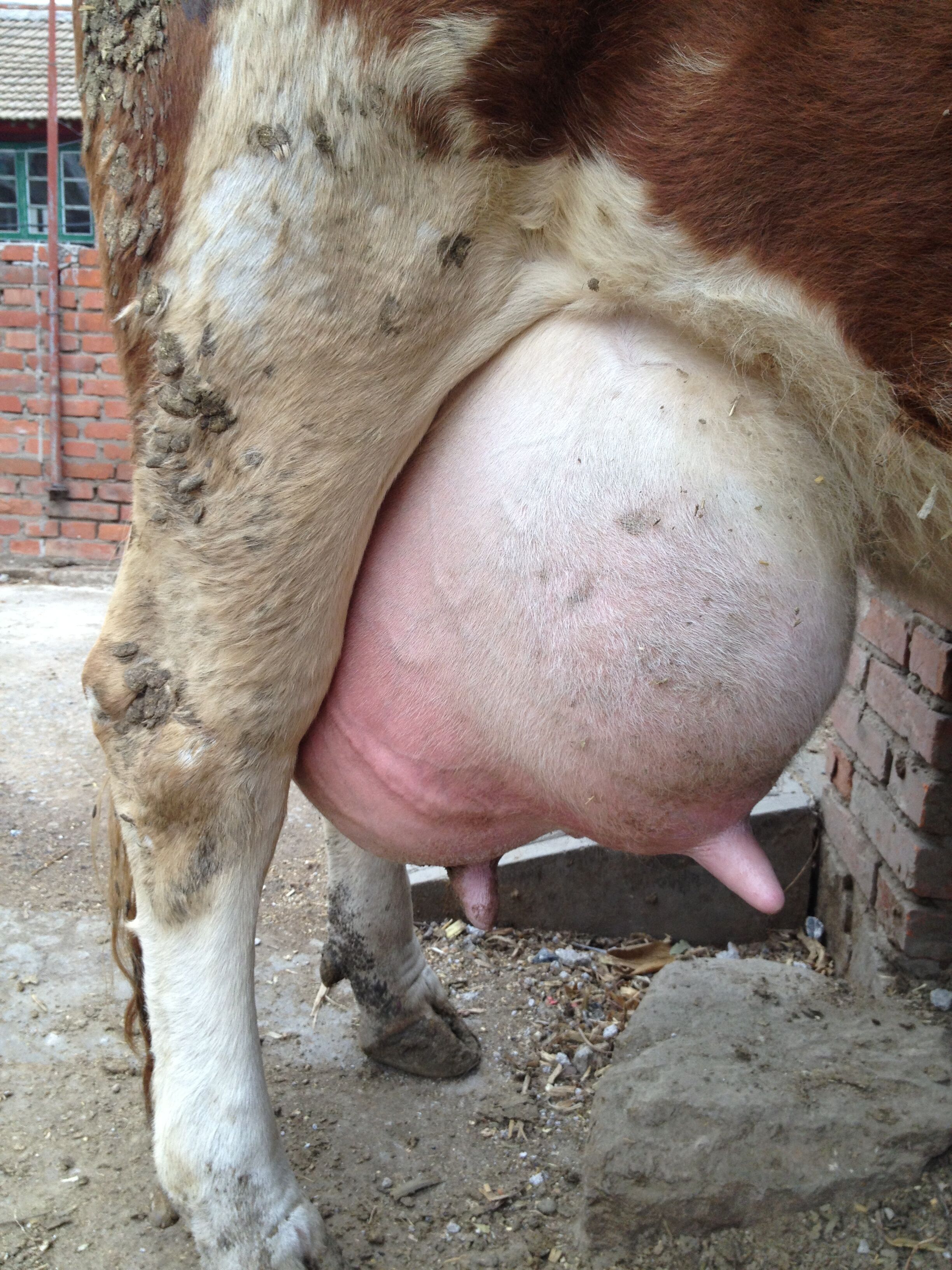 母牛临产尾部凹陷图片图片