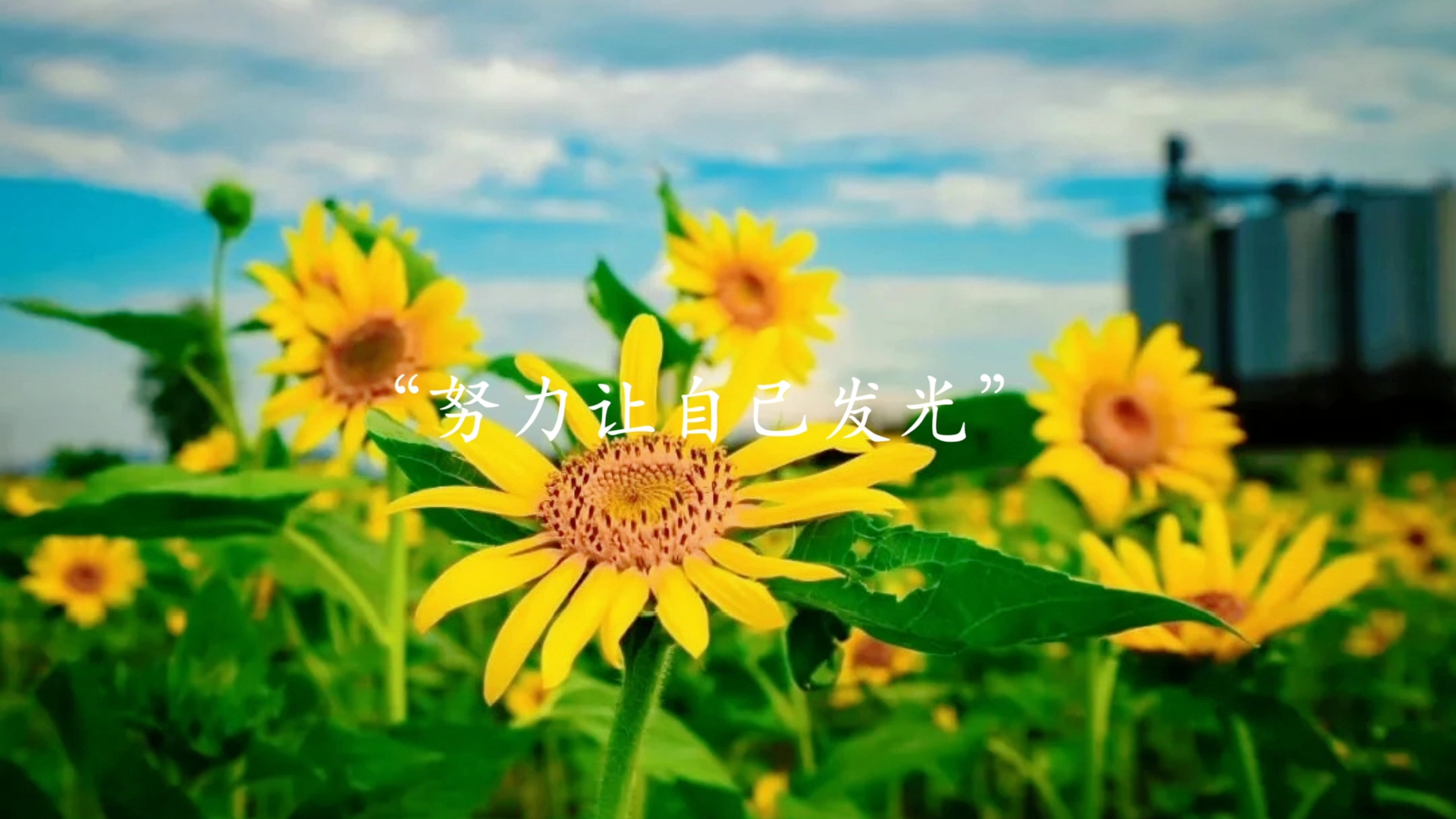[每日随拍]努力让自己发光