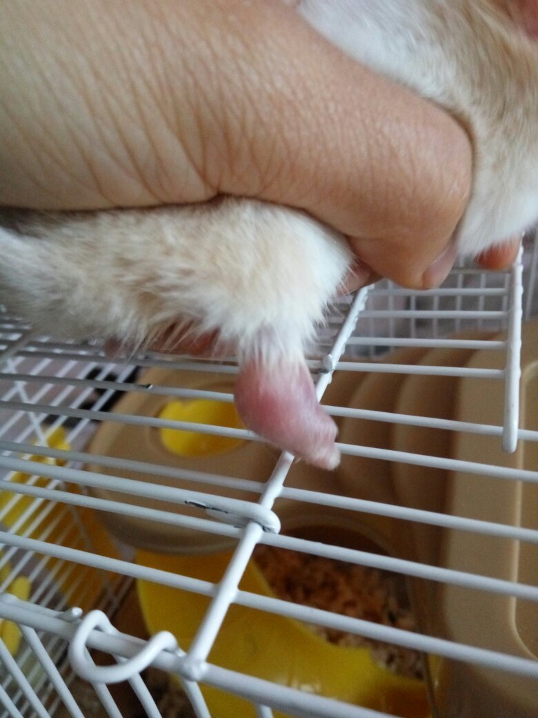 仓鼠宝宝脚肿了 动它的脚反应不大 抹了两次消炎的药膏 还应该做些