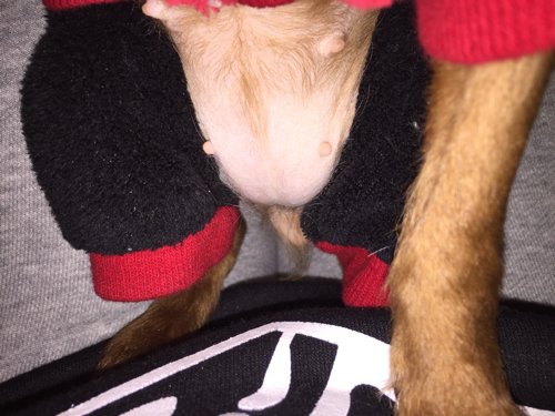 我家小鹿犬怀孕48天了!肚子很小啊!奶有点掉下来了!