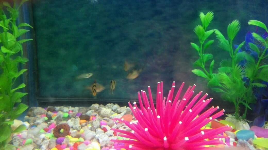 我家的虎皮鱼不知道是不是怀孕了,肚子比以前大