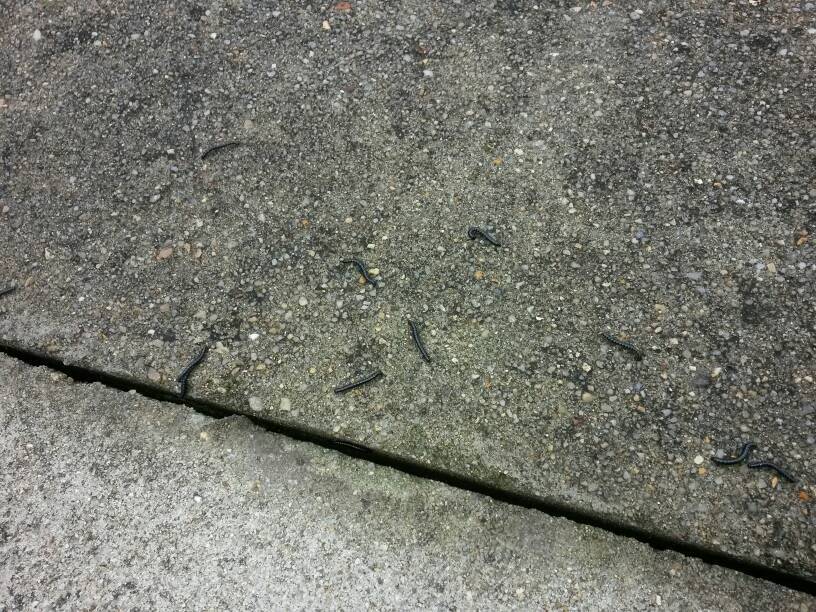 问答 问答首页  为您推荐: 其他回答 千足虫,也叫做马陆,喜欢在阴暗