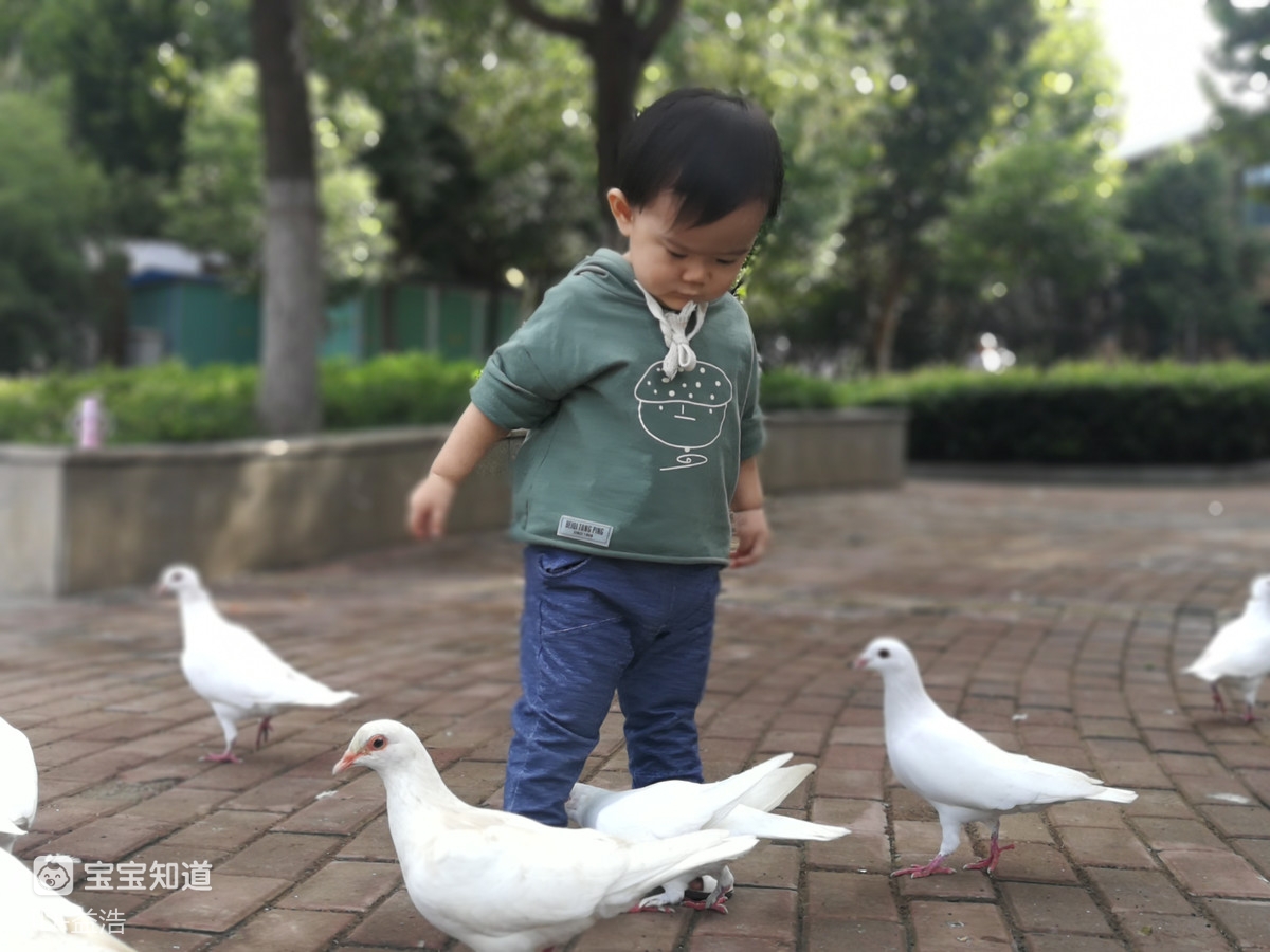 成长点滴带着宝宝去喂鸽子