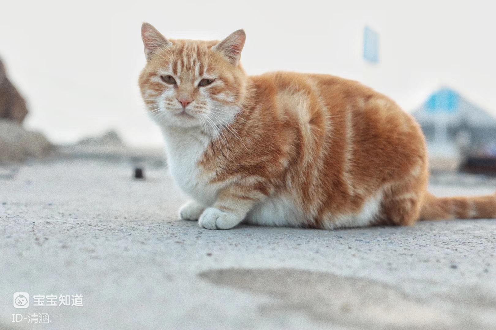 生活在海边的小猫咪保持着日常营业的姿态不知道闲暇之余会到礁石旁抓