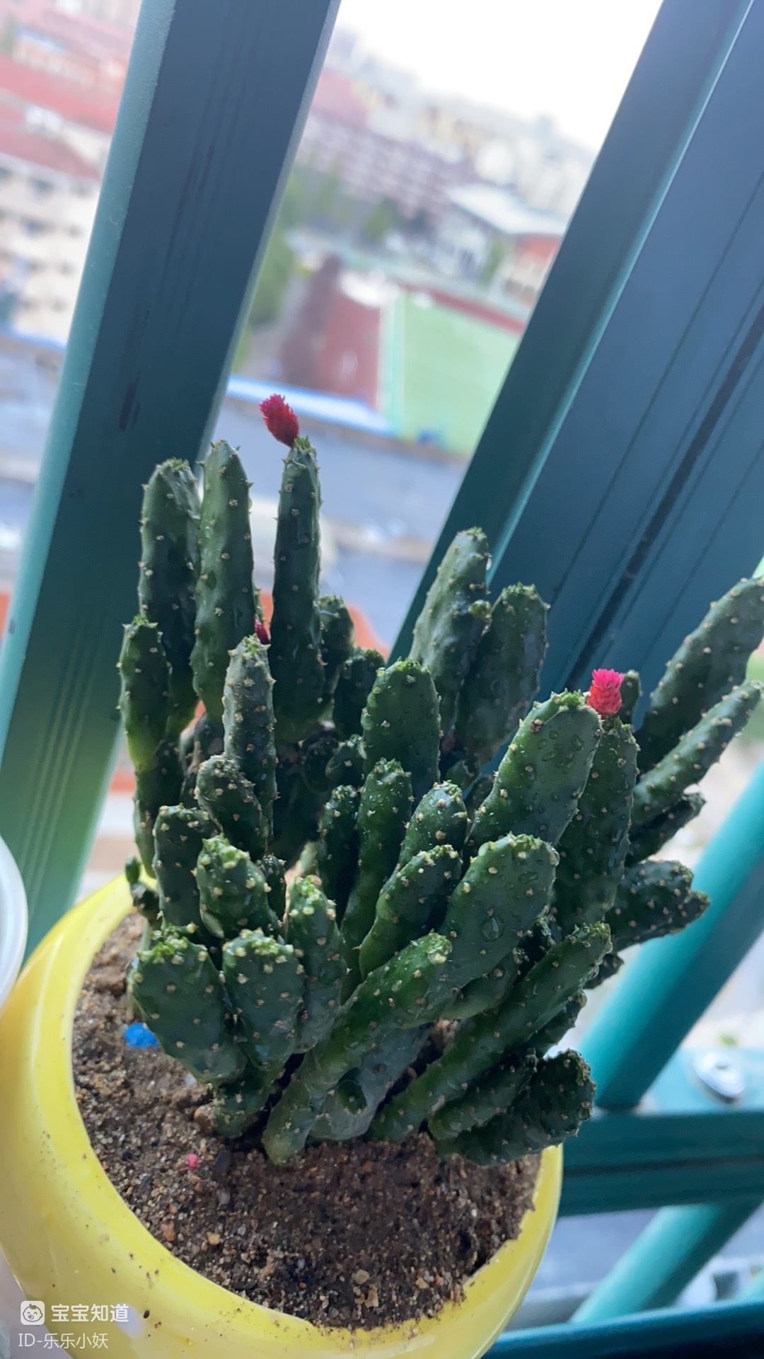 耐旱花卉好看又好养活的招财棍