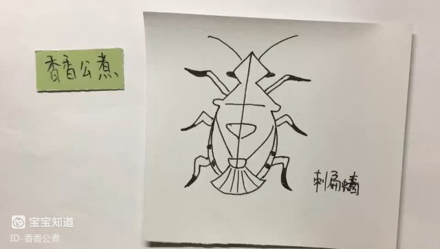 精 简笔画:一只丑丑的刺扁蝽