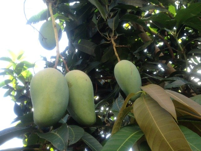 酸甜黄皮果,好吃到没朋友