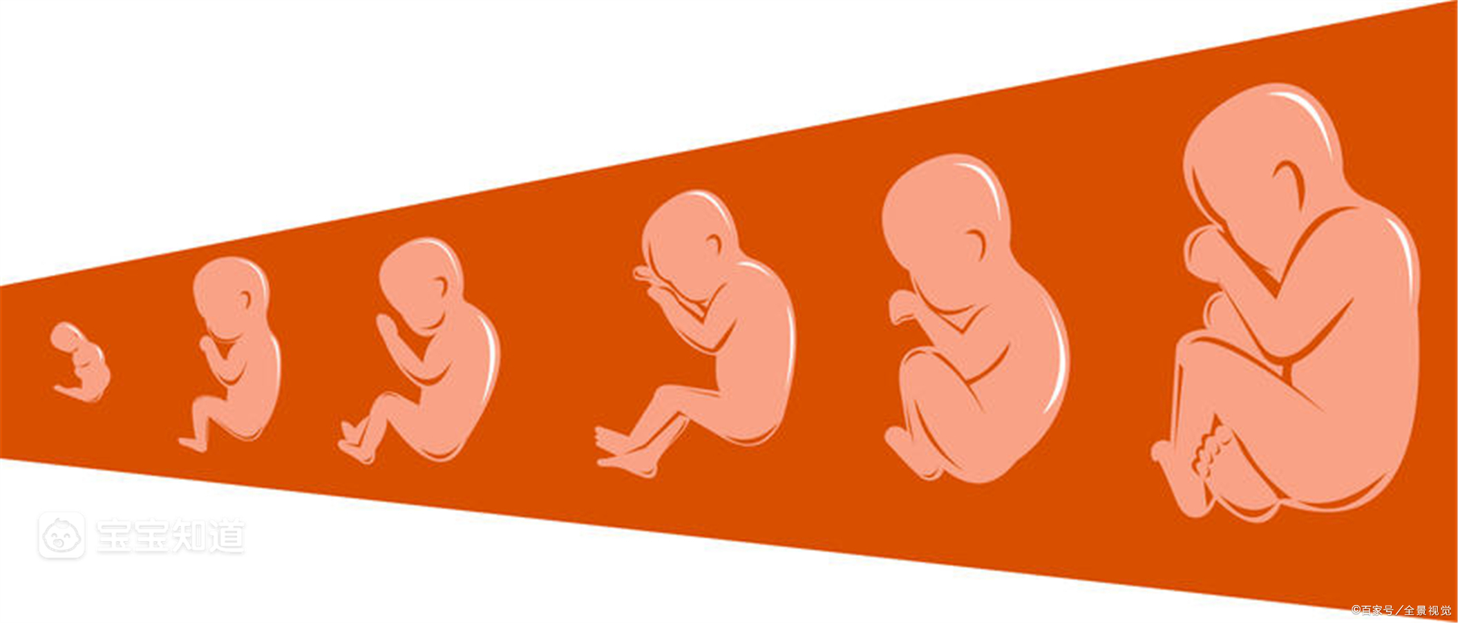 怀孕宝宝挤压器官图图片