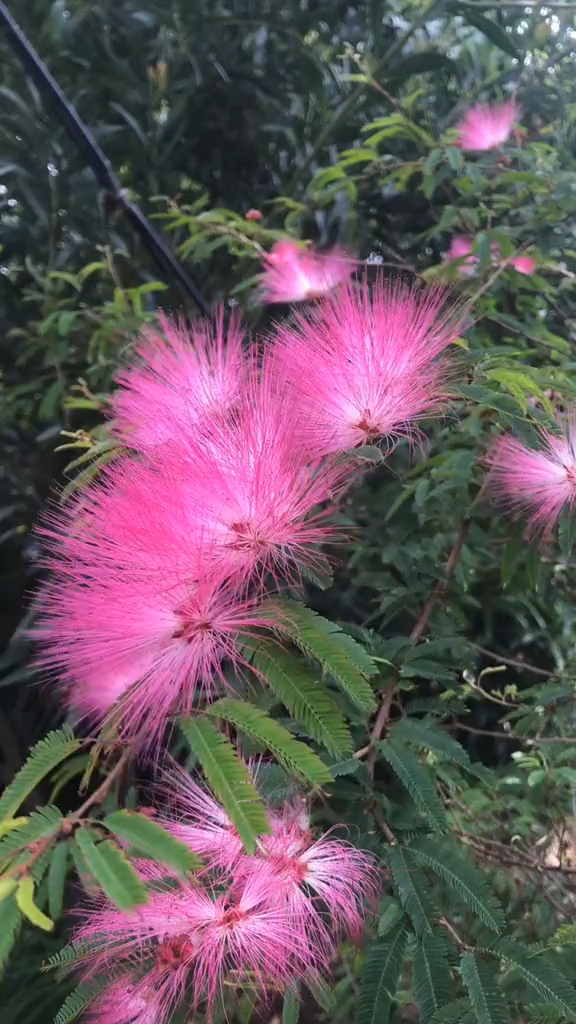 绒花长什么样图片图片