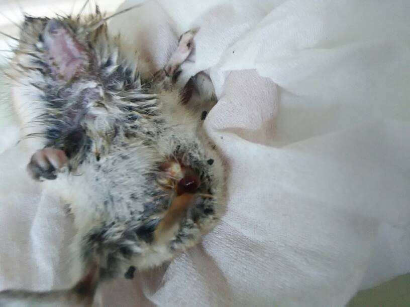 仓鼠是不是难产了 奄奄一息的样子