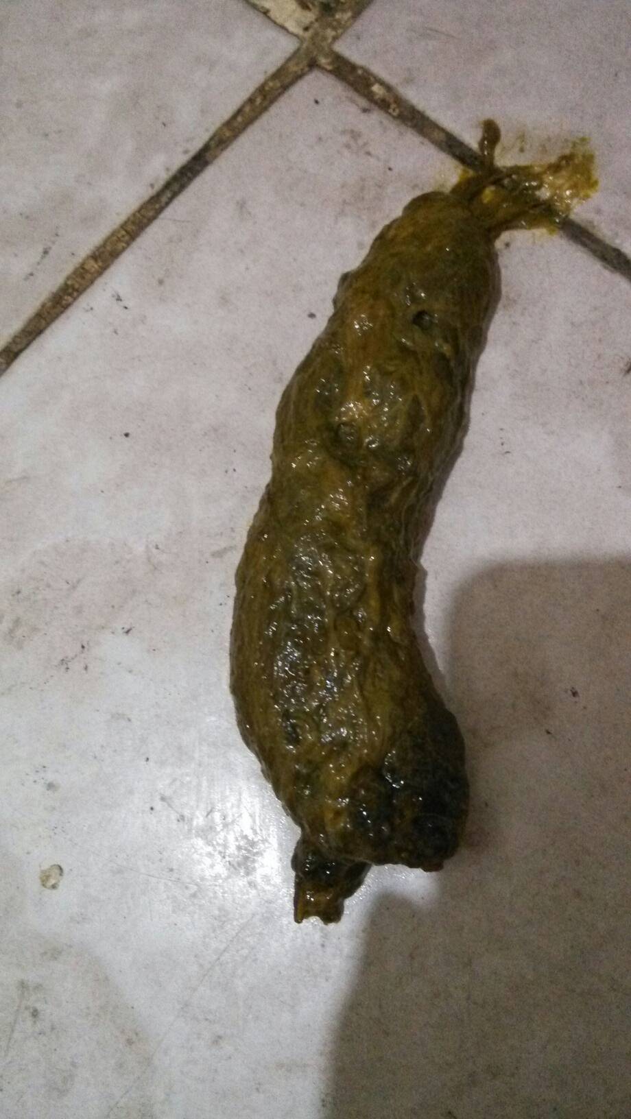 这是我家宝宝昨日的便便 不知正不正常 希望各位帮忙看一下 狗狗在