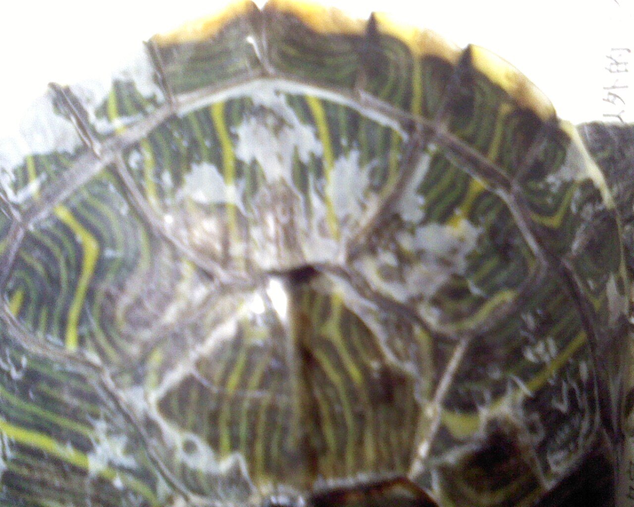 小巴西红耳龟图片高清原图下载,小巴西红耳龟图片,高清图片,壁纸 - 天下桌面