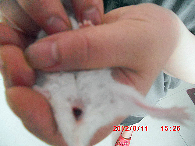 仓鼠香腺出血图片