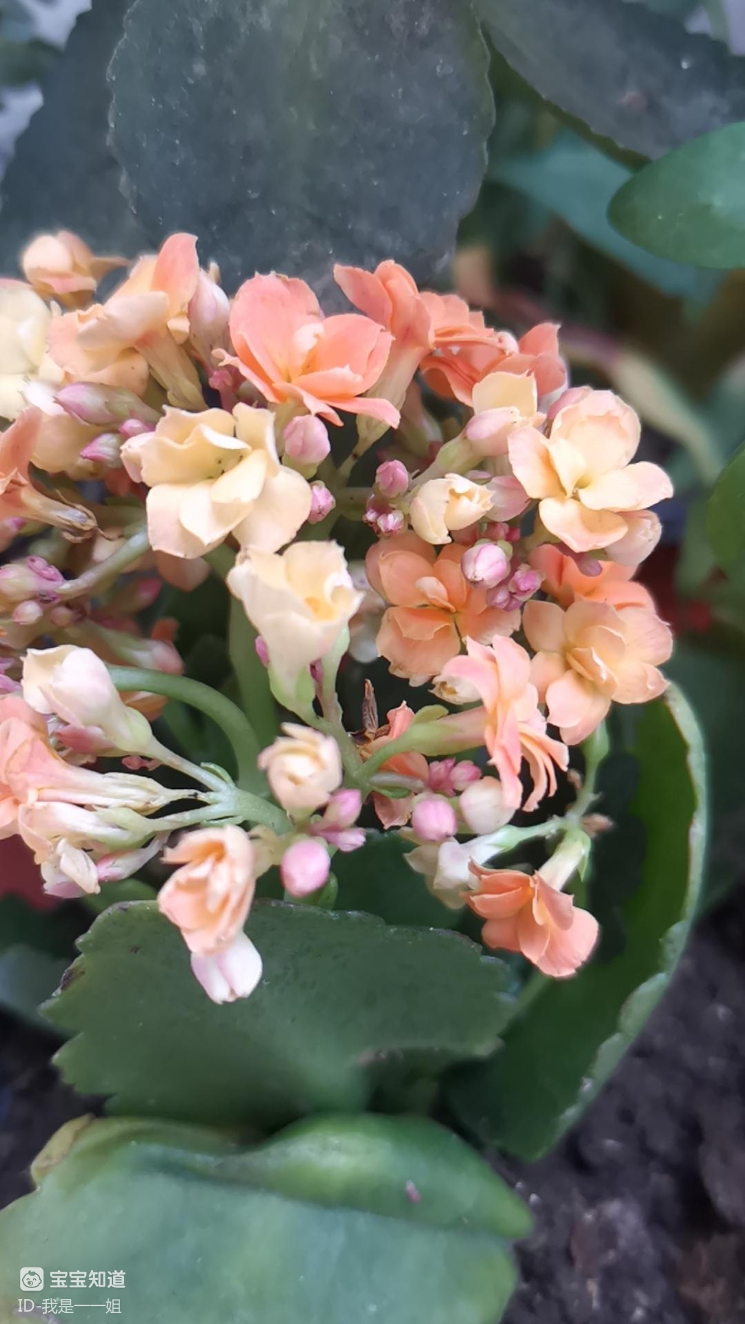 耐旱花卉漂亮耐旱的长寿花