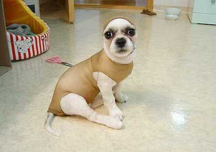 求推荐通过饮食改善孕妇胃胀气的方法!