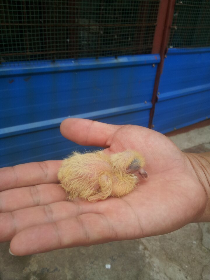 则么大的鸽子宝宝吃什么啊