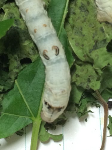 蚕宝宝身上和头上长了黑黑的东西,之前没有,是什么啊