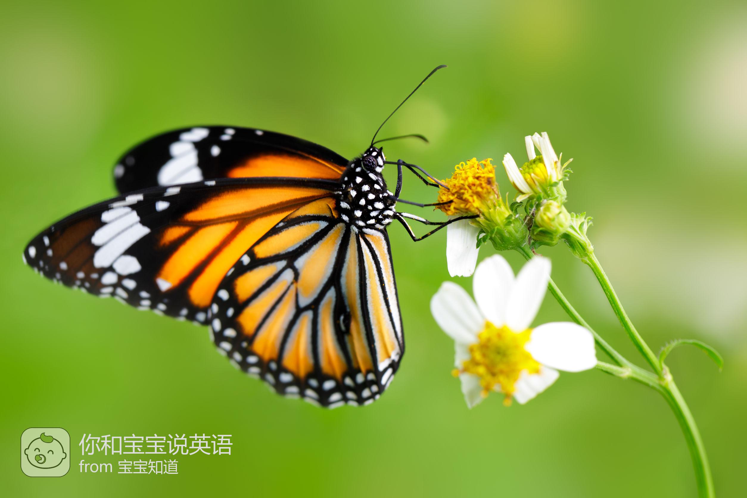 你和宝宝说英语 每日一词 Antenna Feeler Tentacle 三个 触角 英文区别 蝴蝶触角英语 Ixieme网