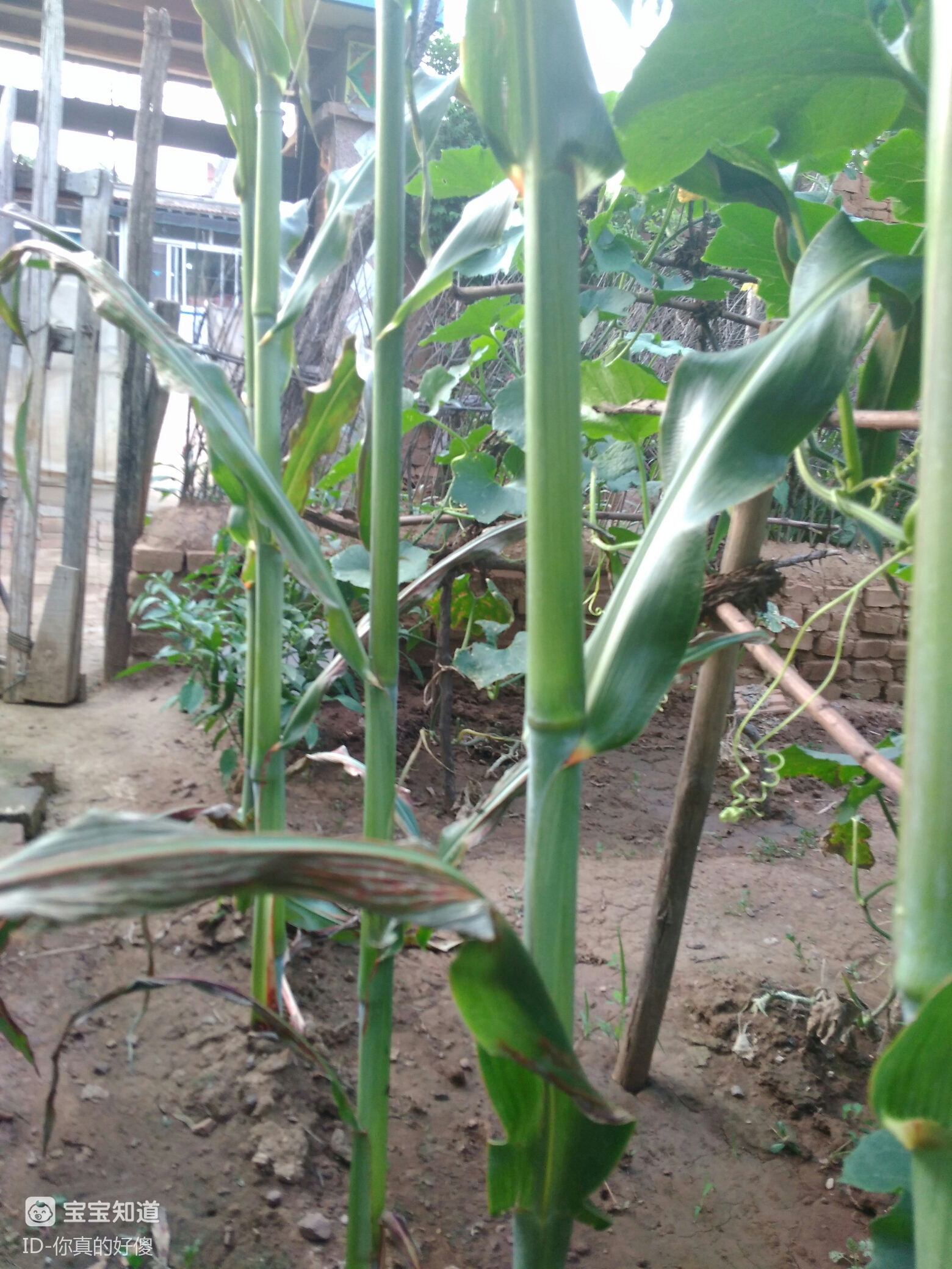 每日随拍期待甜杆早日成熟