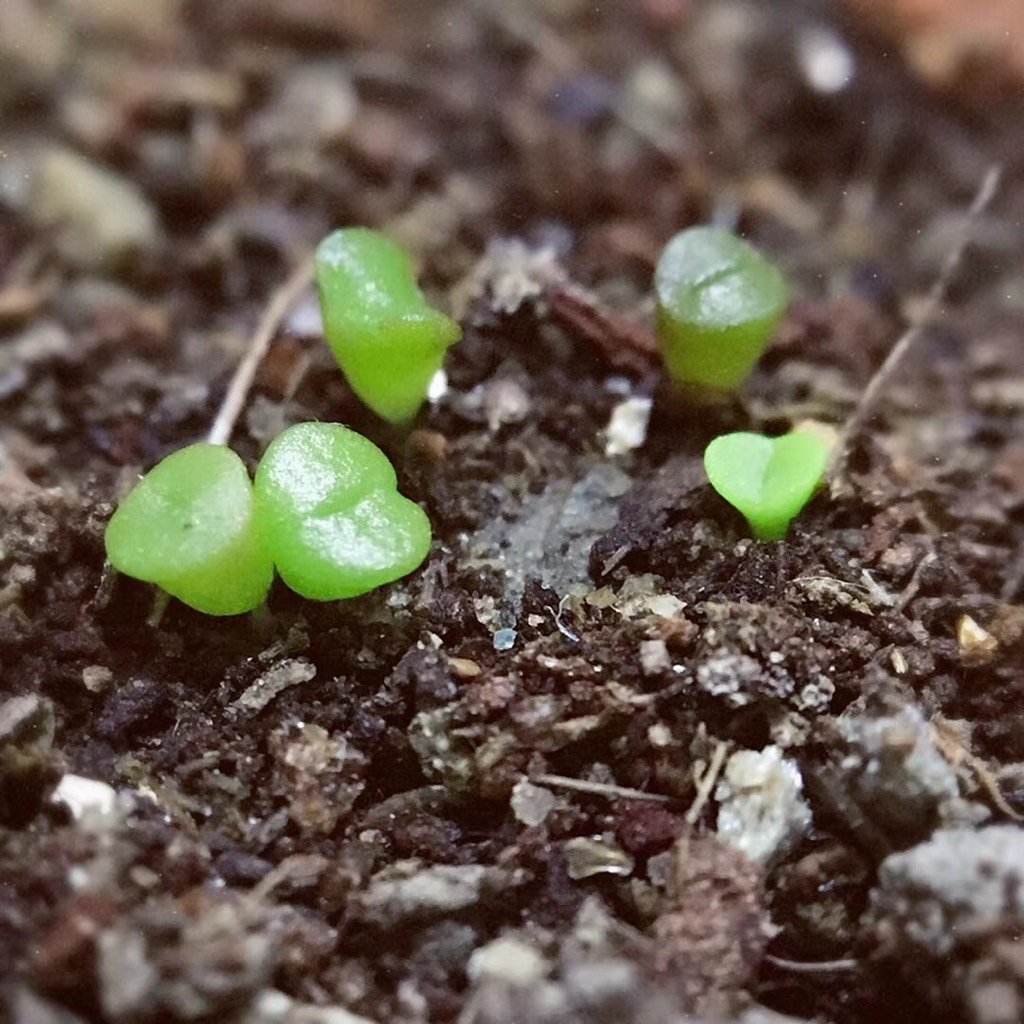 [花草生活]多肉植物"雪莲"的生长纪录