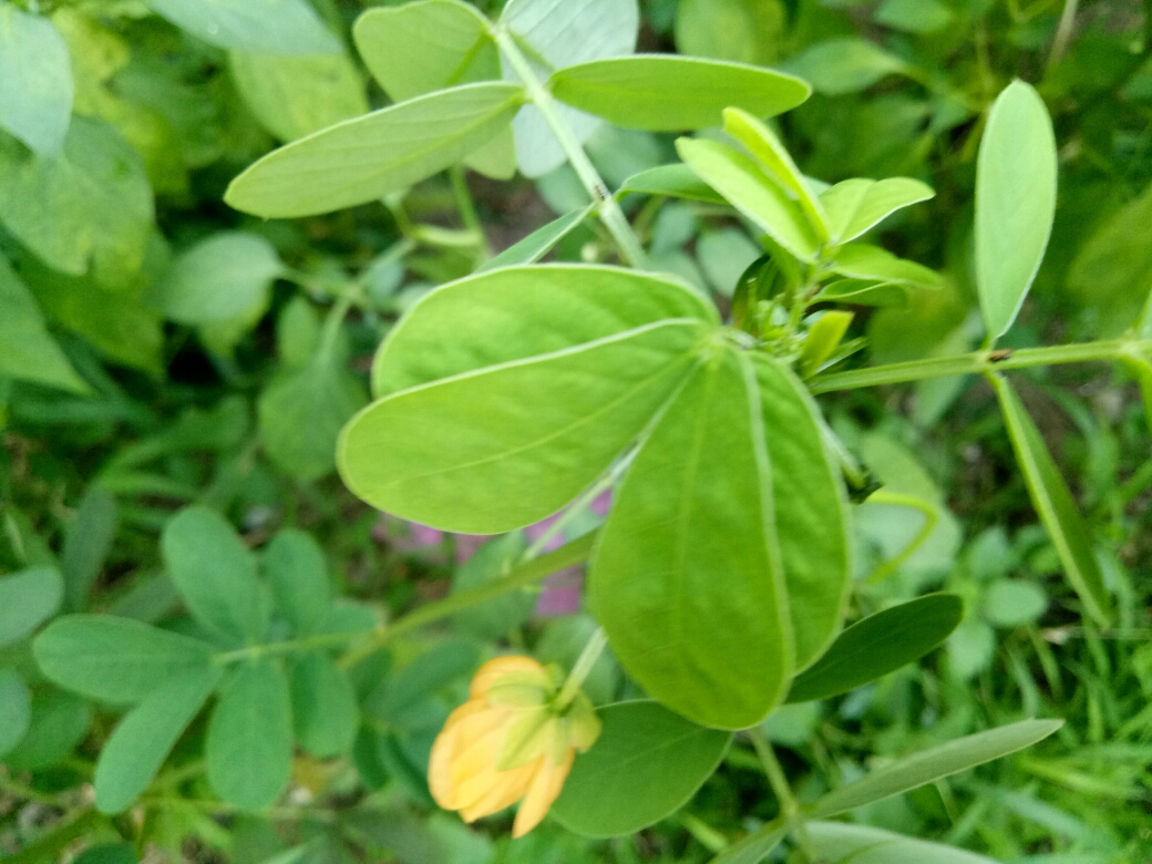 預防秋燥你知道決明子的花葉可以食用嗎