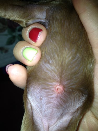 狗狗出生第二天,脐带掉了,现在肚脐红肿亮亮的感觉有水一样的液体!