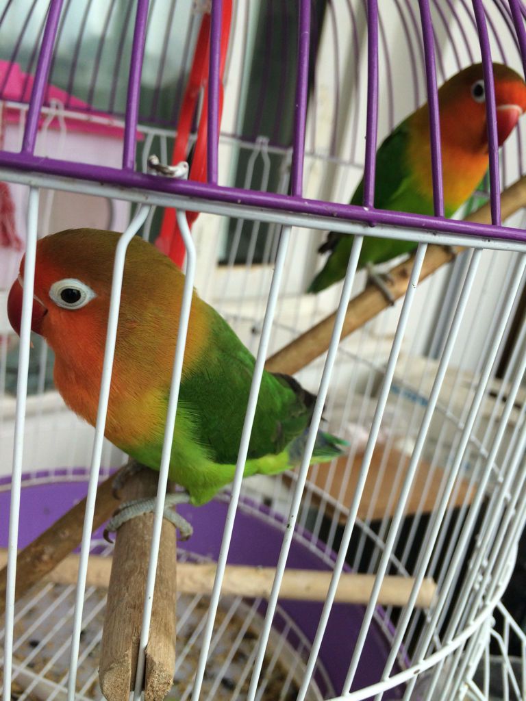 牡丹鹦鹉怀孕也会肚子大吗?