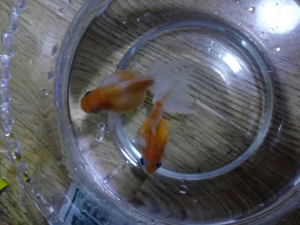 珍珠金鱼,刚买时肚子都是一样大的,我昨天一看有一只肚子怎么这么大了