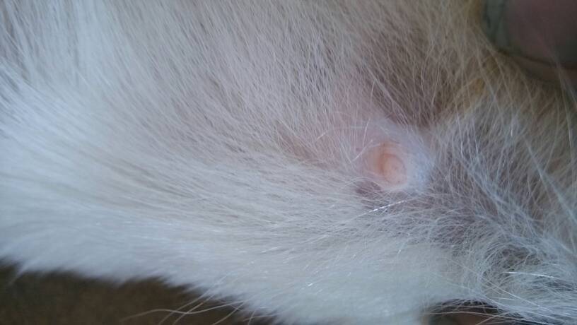 狗狗这个奶头,看起来有没有怀孕