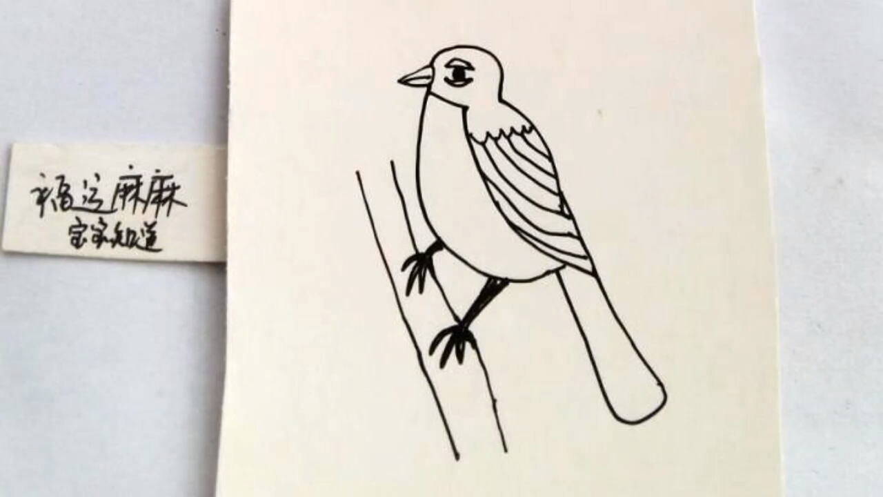 长尾巴的鸟简笔画图片