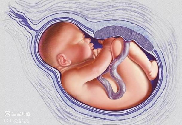 左枕横位真人胎儿图图片