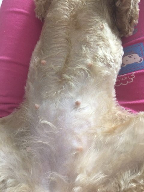 请问我家狗狗配完45天了,看这肚子像是怀孕的吗?