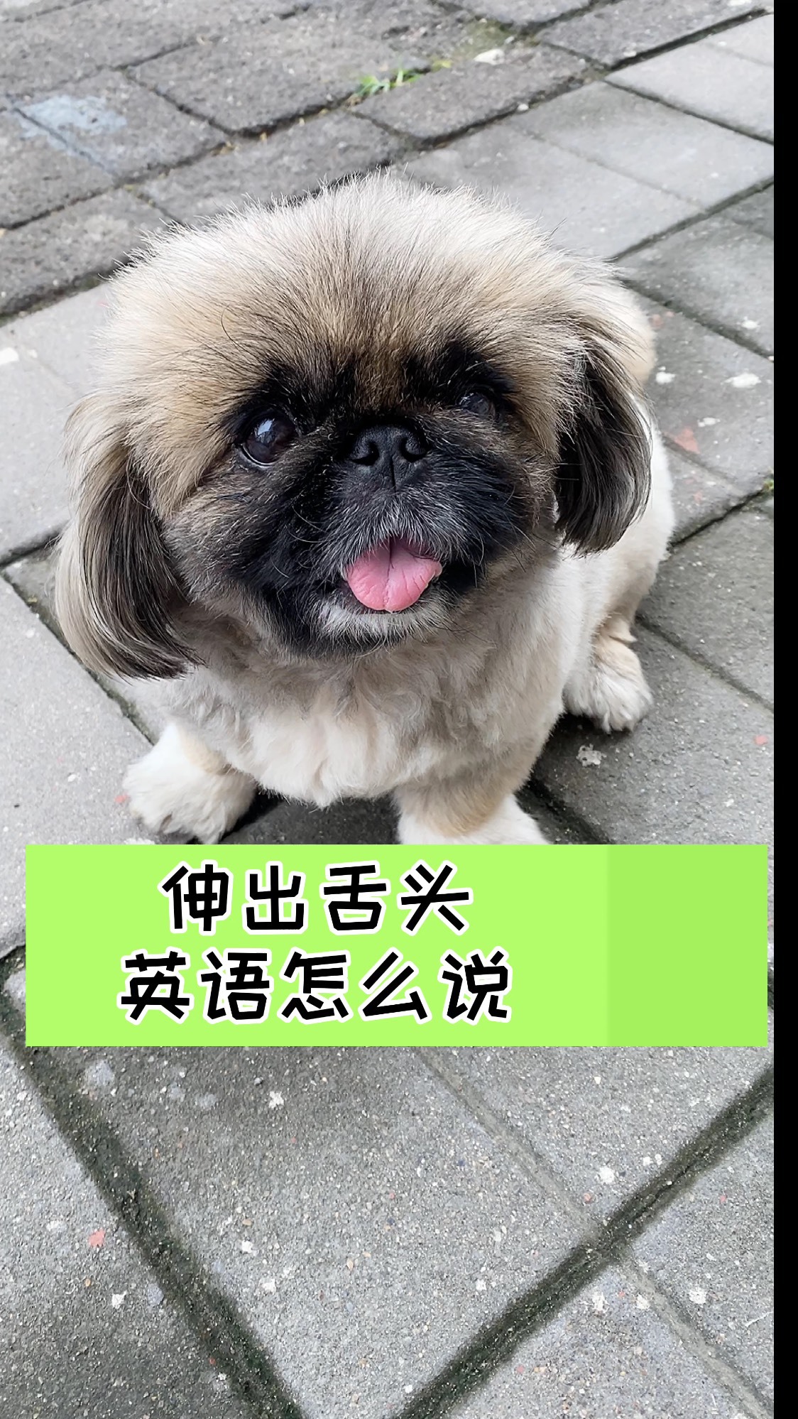 伸出舌头?英语怎么说?